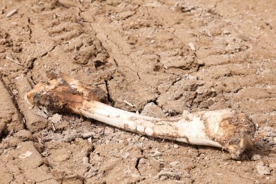 Bone along the Moose River shoreline