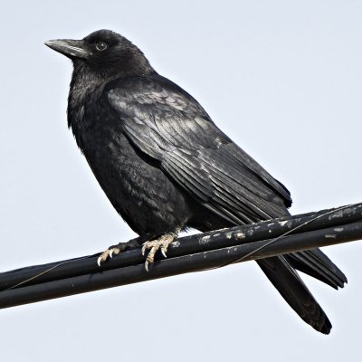 Crow on telephone wires