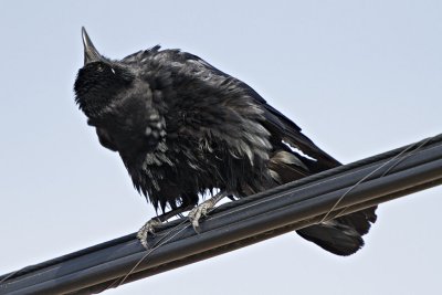 Crow on telephone wires looking up