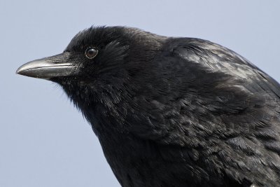 Crow on telephone wires