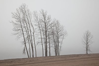 Trees on a foggy morning