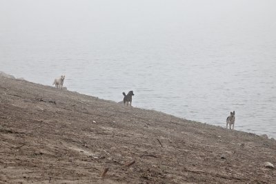 Dogs along the shoreline on a foggy morning 2010 May 18th