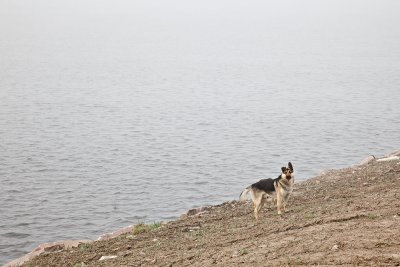 Dog and fog along shoreline