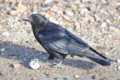 Crow with an egg
