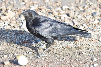 Crow enjoying an egg