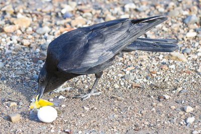 Crow eating an egg 2010 May 21st