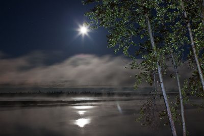 Trees, moon and fog