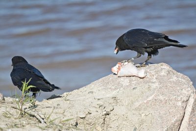 Two crows, one eating