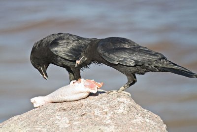 Crow eating