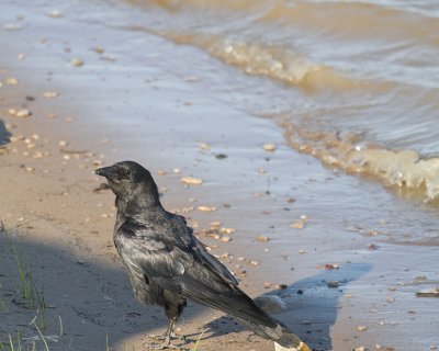 Crow by the edge of the river 2010 June 6