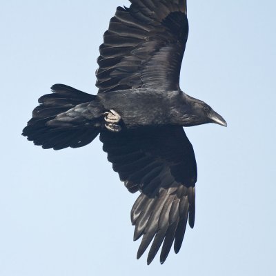 Raven in flight, part of wing out of frame