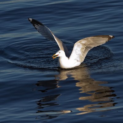 Sea gull in the water