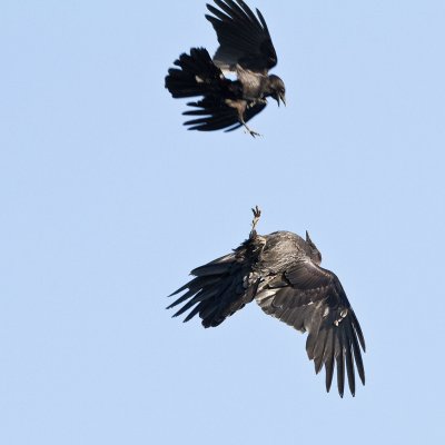 Crow and raven