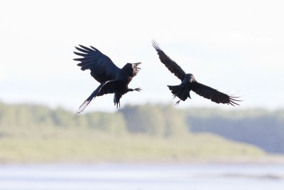 Crow and raven