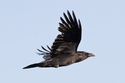 Raven in flight, wings up