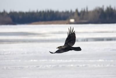 Raven over ice on Moose River