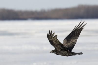 Cropped shot of raven over Moose River