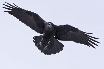 Raven overhead, one wing slightly bent