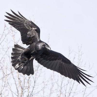 Raven overhead, turning in flight