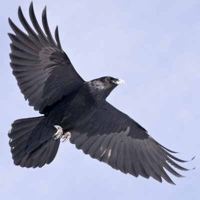 Raven overhead, both wings extended