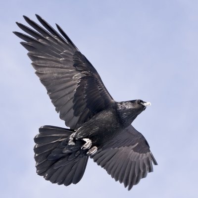 Raven overhead, one wing extended, one slightly bent