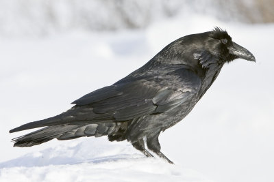 Chuffed Raven