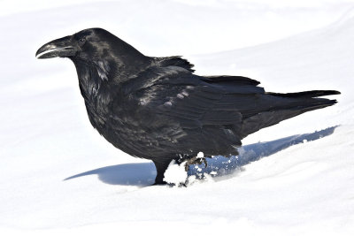 Raven walking in soft snow