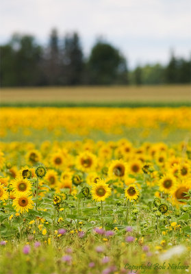 Sunflowers, August 10, 2008