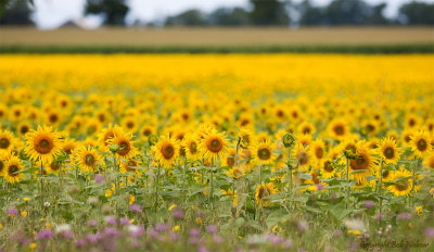 Sunflowers #2, August 10, 2008