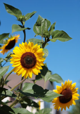 Morning Walk, August 30, 2008