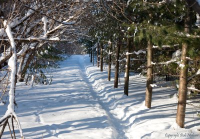 Snowy path #2 - January 17, 2009
