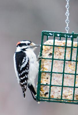 Backyard Woodpecker