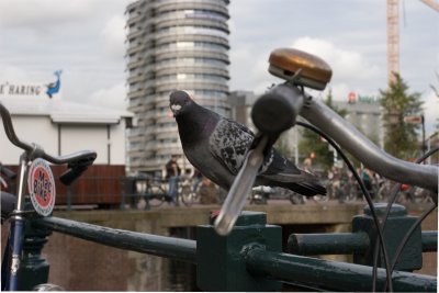 Welcome to Amsterdam!