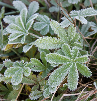 First Frost - October 26