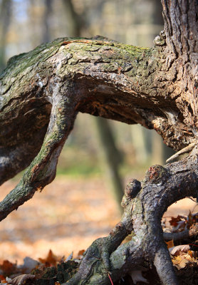 Roots - November 22