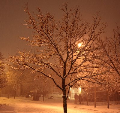 Snow Walk - November 27