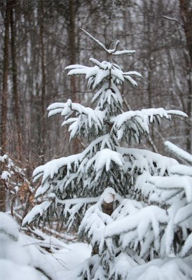 Snowstorm - December 15