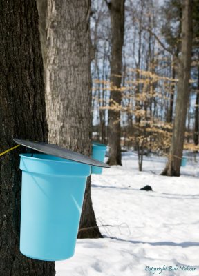 Maple sap buckets - March 23