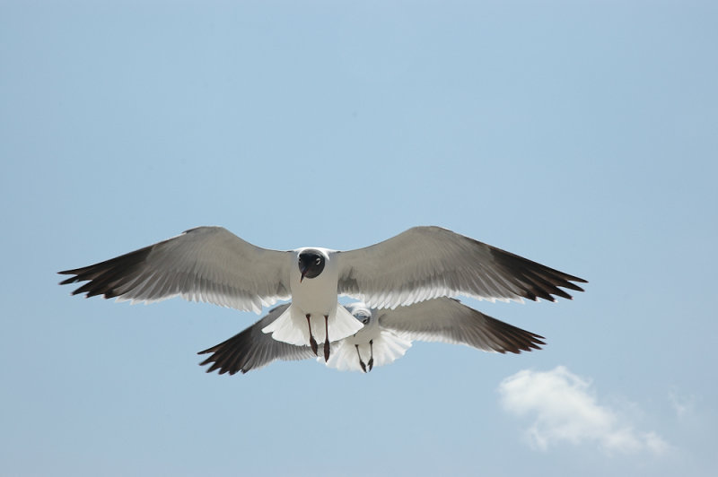 galveston-03172010-043
