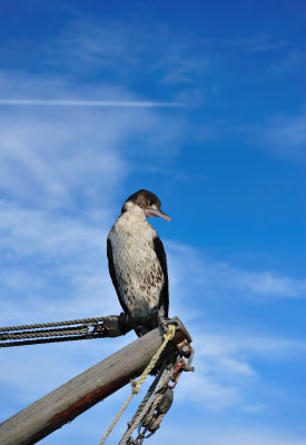 Bird on Mapua Dock.jpg