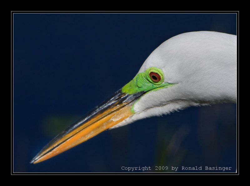 Great Egret Mating Color