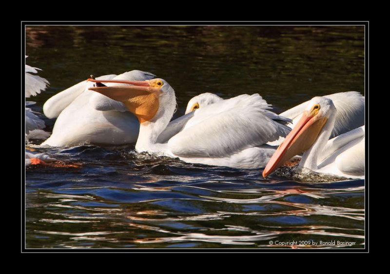 White Pelican with Catch