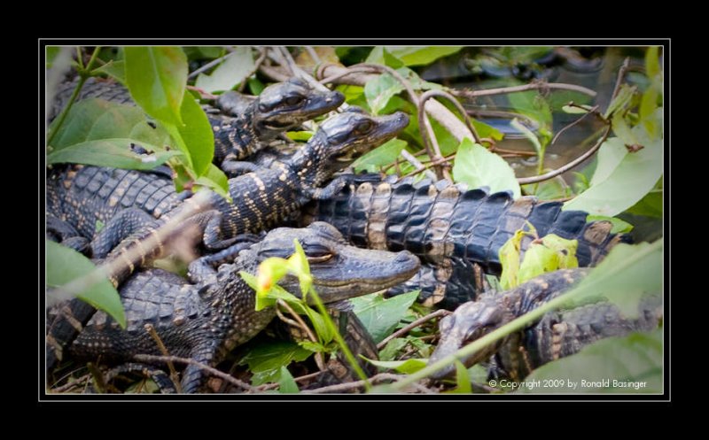 Baby Alligators