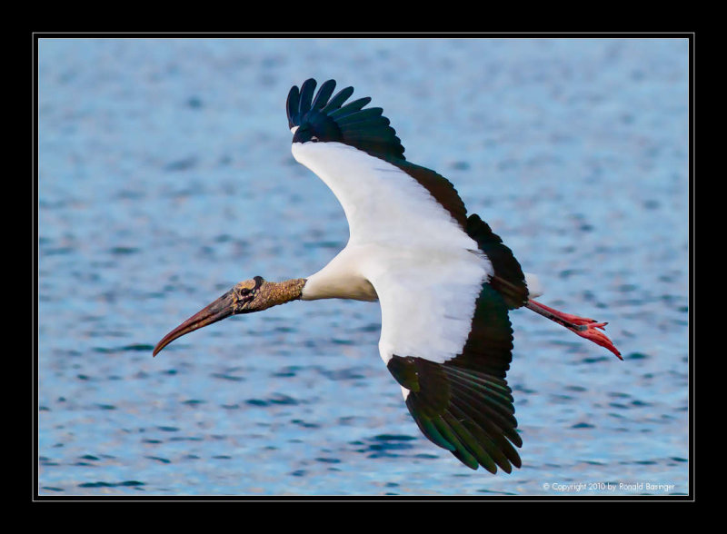 Wood Stork