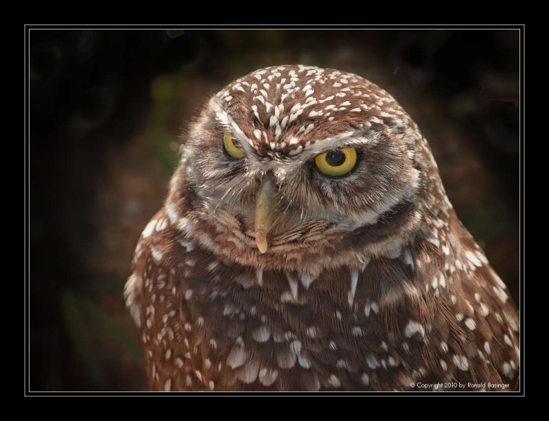 Burrowing Owl