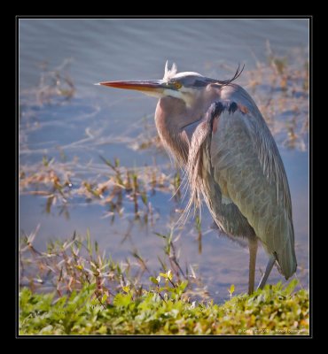 Great Blue Heron