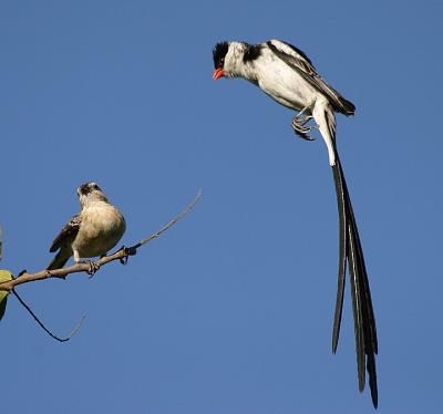 Pintailed Whydah