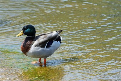 Duck, Lake Gladewater, 3-21-2009 (#2)