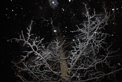 (20100211_215157_nbj_d40x)
