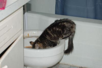 Cat Drinking Out of Toilet! Ha Ha (dsc_1062_rz.jpg)